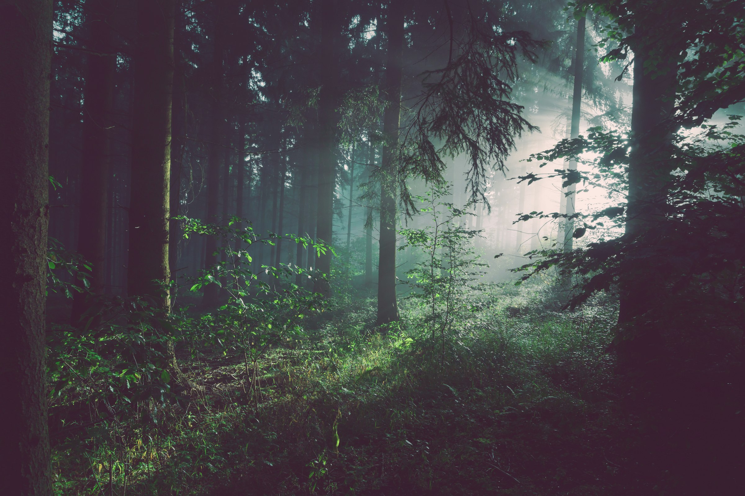Baltic forest interior, the sourcing region at the centre of Aidex's biomass supply